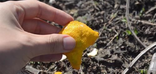 你家有吃剩下的橘子皮吗?放在卫生间特别实用,一年能省不少钱