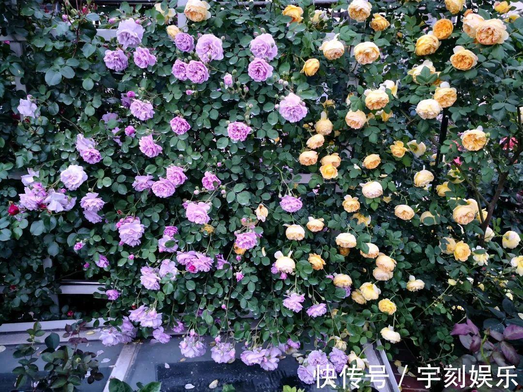 花友|月季胃口大,土里埋点料,长成一面大花墙!