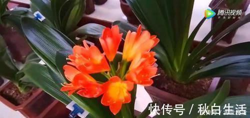 养花|鸡蛋壳养花,用对了才是好花肥,出错了就烂根,养一盆死一盆!