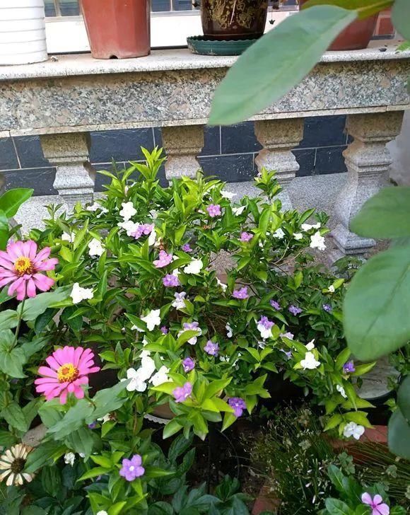 非常好养的“双色茉莉”,花期长,花朵颜色多,邻居看了都羡慕