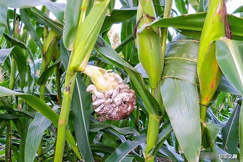 高粱上|这东西,农民痛恨不已,殊不知是“天然黑松露”,50元一斤