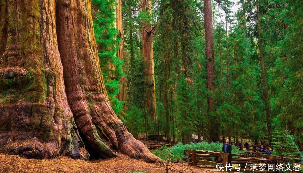 树木|“单体最大的树”在哪儿？重量超2800吨，发芽时中国还在商朝