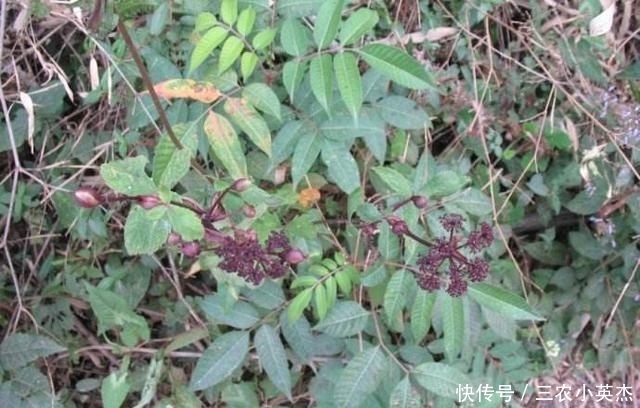 野草|村民们叫它“土当归”,药用价值媲美“人参”,晒干能卖约5千元