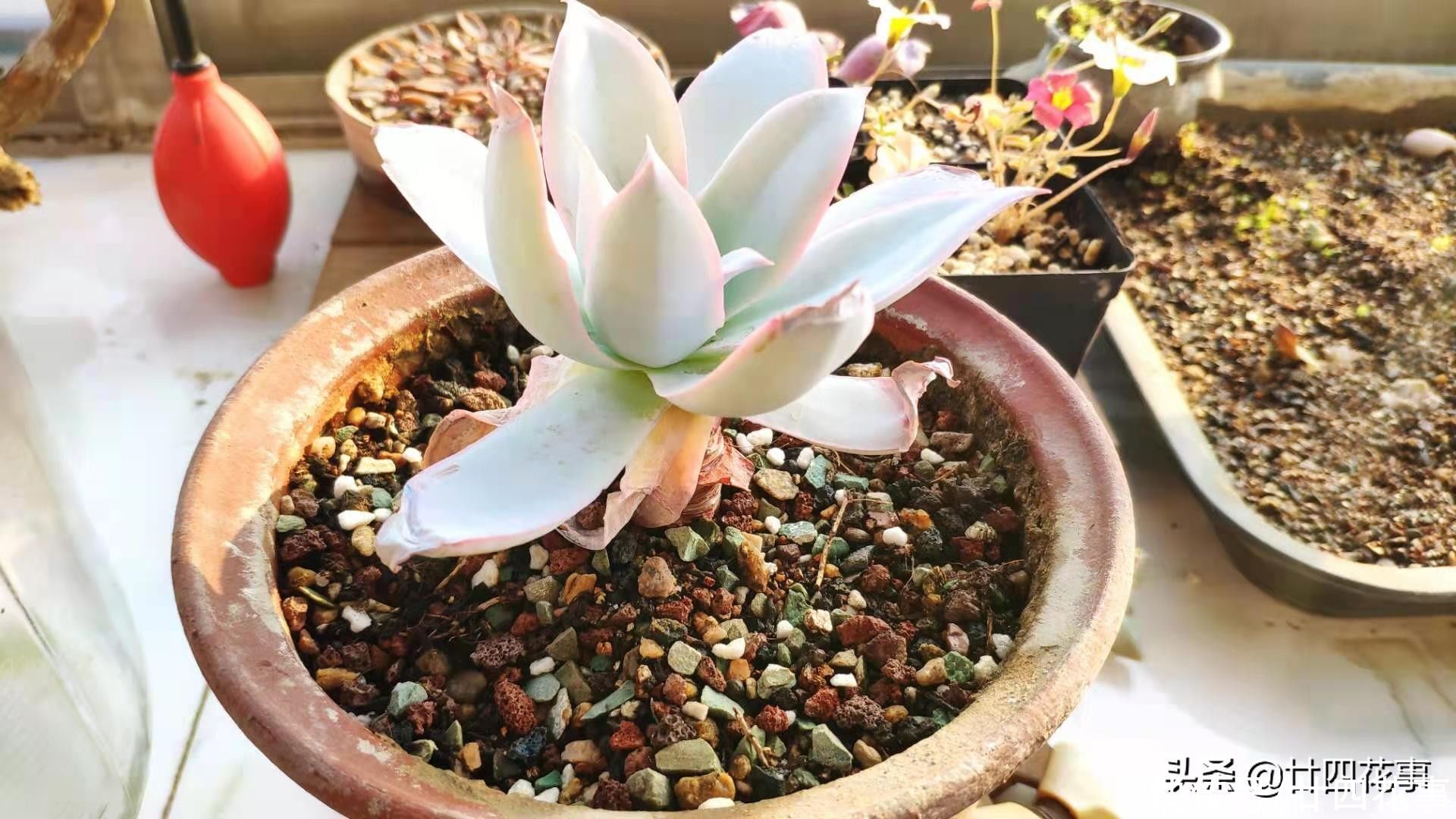 立春过后,趁天暖检查一下多肉,有问题抓紧抢救,没问题也翻翻盆