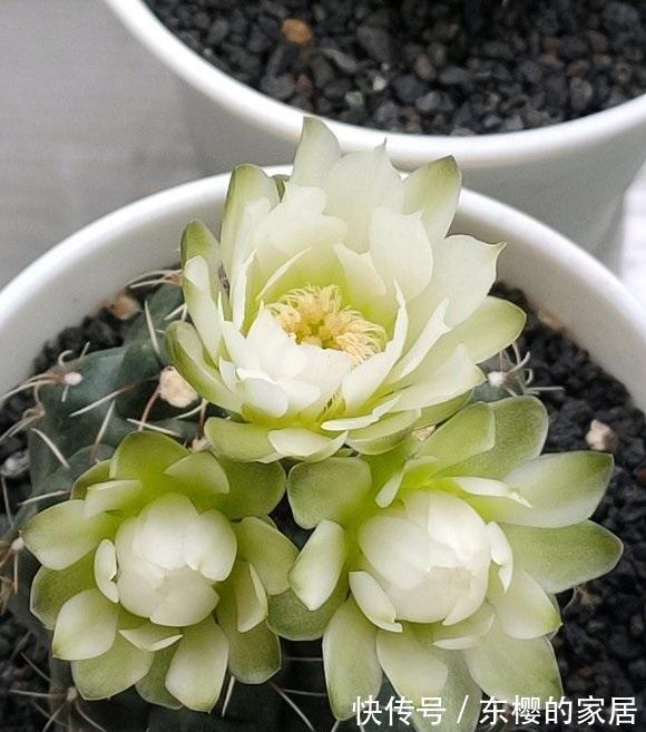 多肉|秋天终于来了，昼夜温差加大，多肉搬到室外，2周出状态！