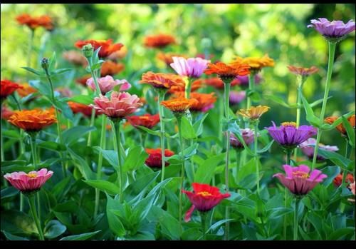 “百日菊”你知道是什么植物吗？