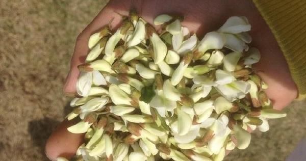 槐花|树上的一种“野菜”,是“农村圣药”,清肝明目降压,不吃太可惜