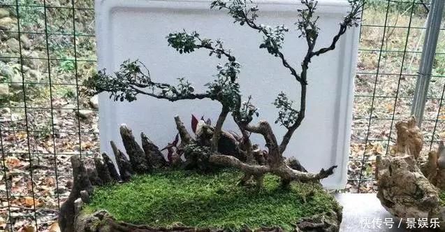 10年前一盆上万，10年后一盆十块，烂大街的黄杨，被玩坏的盆景