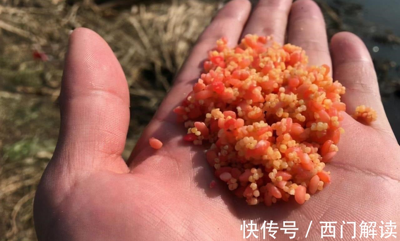 野钓时间越长,越逼近“水面鱼星泛滥,却不吃饵”的实质原因