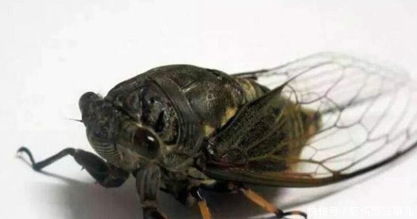  难怪|齐白石画《蝉》如指甲盖般大放大10倍惊呆了，难怪值8亿