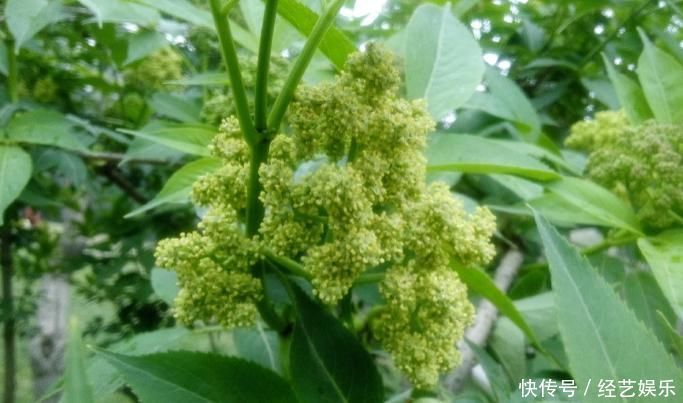 此为“接骨木”,专续筋接骨,若你家乡有,请重视