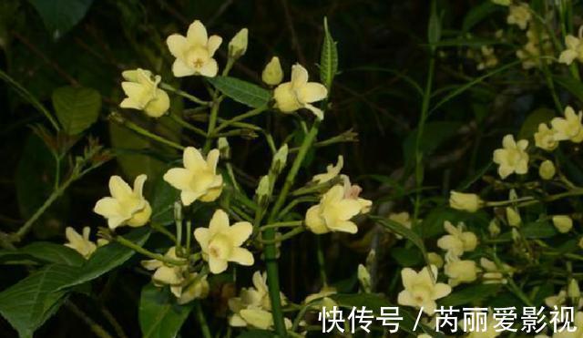 植物|消失20年!贵州再次发现中国特有植物富宁藤,重现意味着什么?