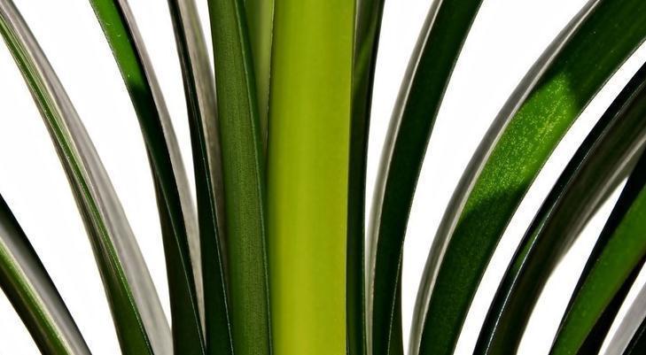 秋和冬|君子兰的叶片如何更加油亮肥厚呢,做到几点,君子兰让家居生辉