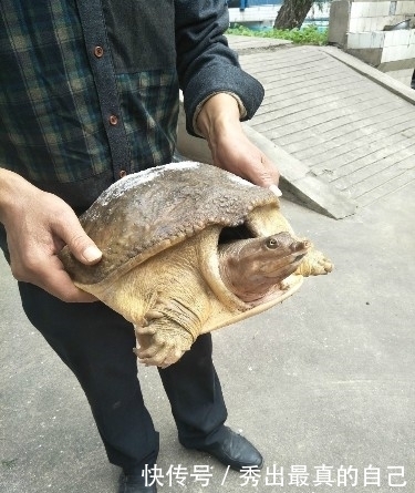 男子钓鱼钓到老鳖,你看过吗?