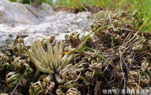 农村屋顶上的野草,价值高还有妙用,如果你家房上有,切记不要拔