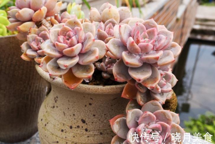 多肉红粉佳人看似普通,但我们要养出自信,因为它的老桩真的很美