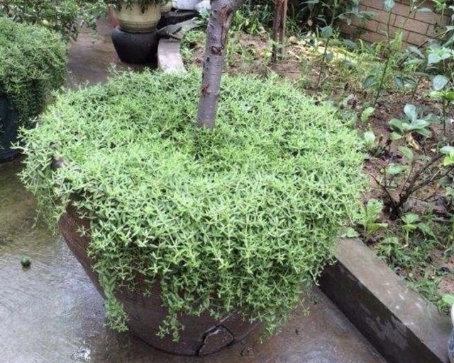 2种植物常被当成“野草”，花店老板娘却拔了“20棵”，卖18元！