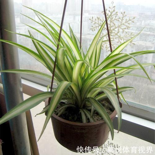 香蜂花|家里一种物质引发白血病,有小孩的家庭注意,3种植物让你更安心