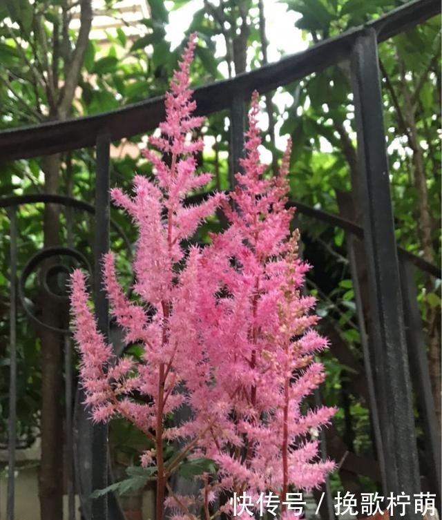 仙气飘飘的4种花,过年养一盆,颜值超高人见人爱!