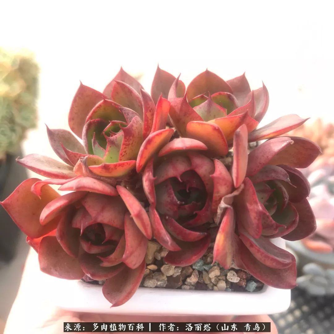 我和我的“多肉恋人”，怎么样有没有惊艳到你！