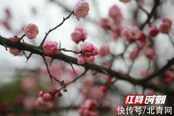 新田|湖南新田：梅花盛开报春来（组图）