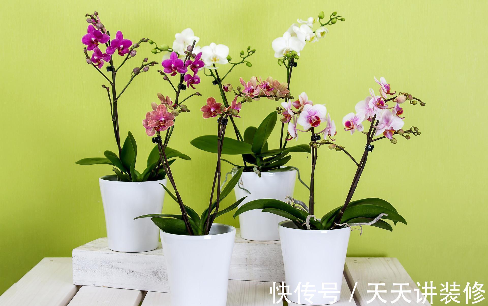 发财树|公认“不好养”的3种花，没有一定的养花经验，别贸然入手