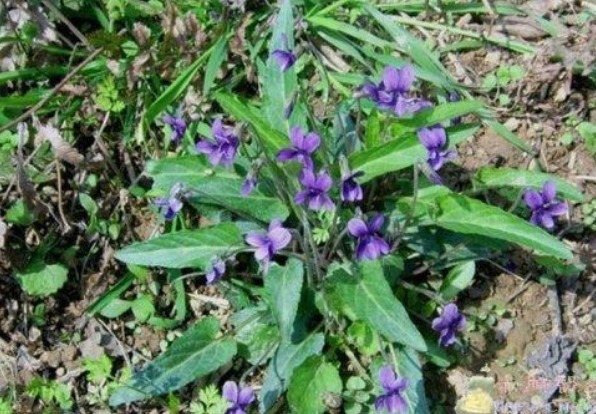 野草|农村一种花开似蝴蝶的野草,清热解毒功效高,若是遇到要珍惜