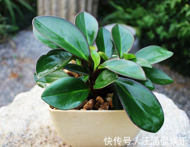 电脑宝贝|“电脑宝贝”豆瓣绿,比绿萝还好养,做好5点,肥厚紧凑,防辐射