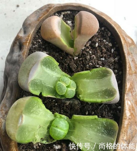 把生石花折腾成这样,看了都心疼,花友说是挽救生石花!