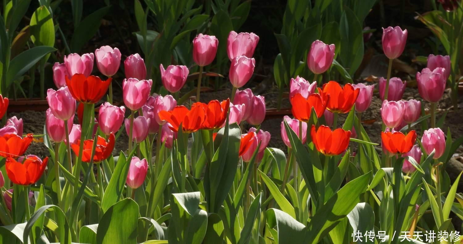 春天院子种什么花,3个品种推荐给你,你值得拥有