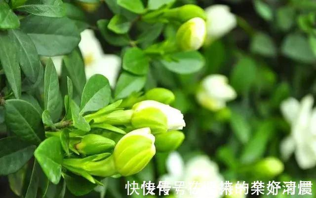 这4种花,剪个枝插水里,10天就生根,当下季节最佳