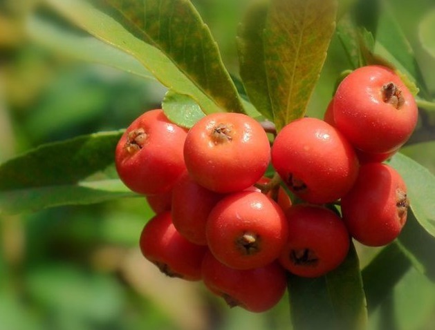 绞股蓝|医生提醒以下几种野菜,有保肝解毒、降血压、降血脂血糖等功效