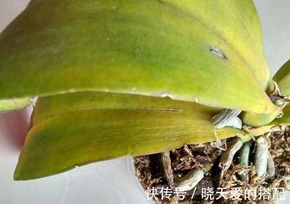 君子兰黄叶子，叶片不平整起波纹是什么原因，还能救吗