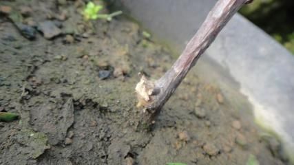 “传说中”养不死的花!一根枝条插土里,“小苗”蹭蹭往上长!