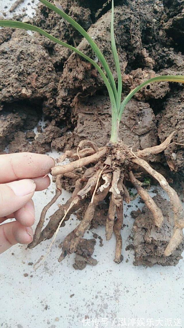 秘密|怀疑人生了，养护一年的兰花总是僵苗不见长，脱盆以后发现小秘密