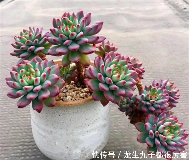 有这“6种坏习惯”,是养不好花的,快来看看你有没有