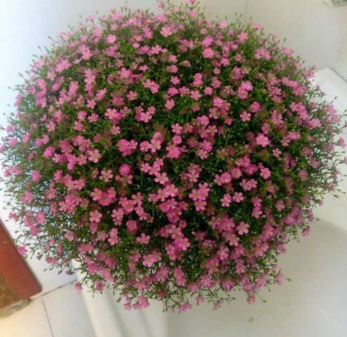 蔓性风铃花|春节不能错过的4种招财花，花香易打理，养在客厅美极了