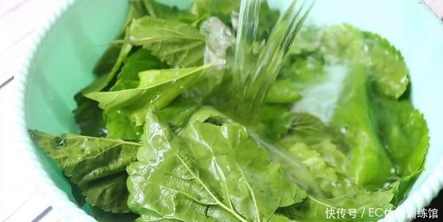 桑树全身都是宝,小慢教你桑叶新吃法,好吃营养又健康