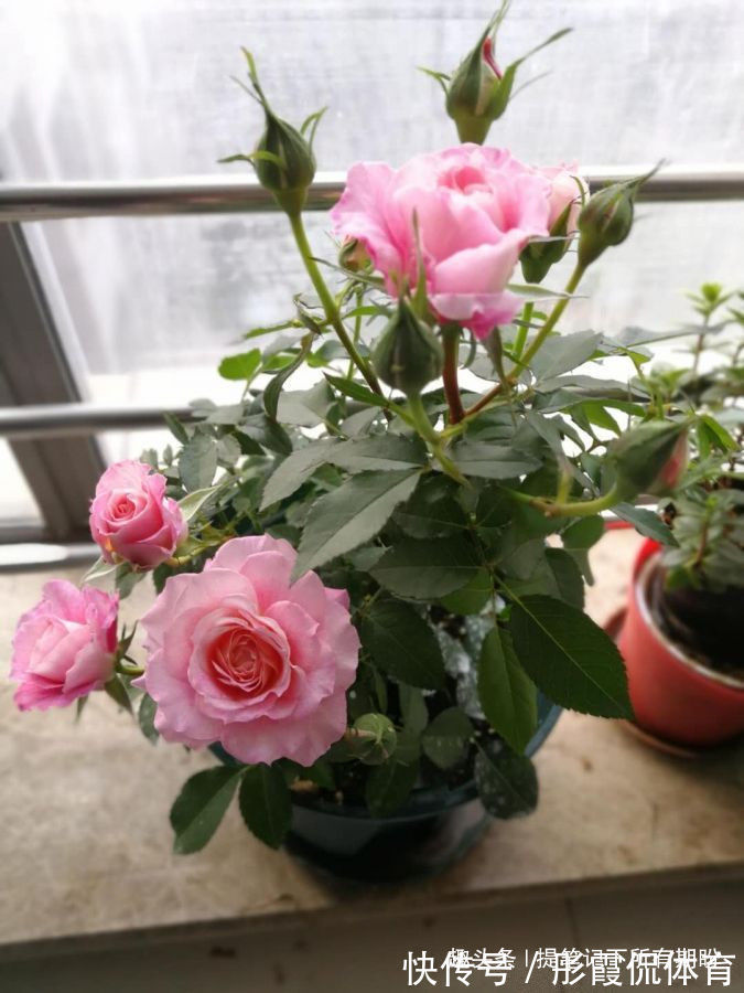 “优良品种”橙雀三角梅,花开爆盆,美艳优雅,可以说是养花首选