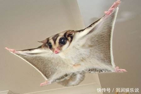 不会飞的动物也想“飞”那些向往飞行的动物学会的第一个“技能”