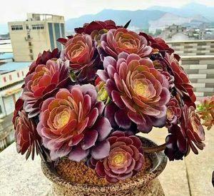 想要法师猛爆头?掌握几个小技巧,学会了轻松养成手捧花!