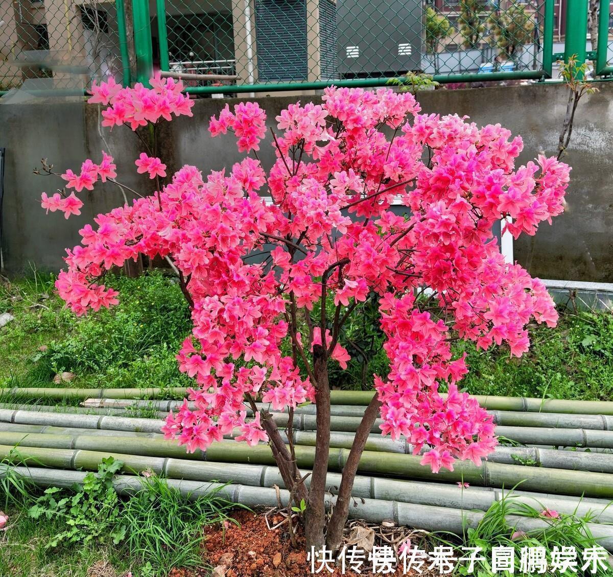 5种“长命花”,富贵又吉利,越养越值钱,赶紧养一盆做传家宝