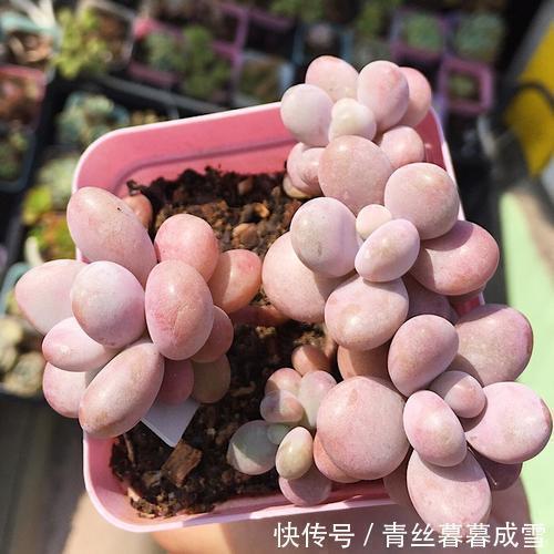 多肉桃蛋|多肉桃蛋越长越丑从2个方面虐一虐，叶片肥嘟嘟，长成小老桩