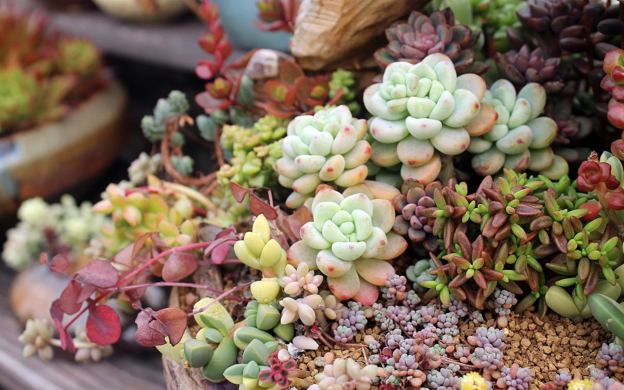 多肉|养好多肉,就要把土配好,把它们的生长环境改善好