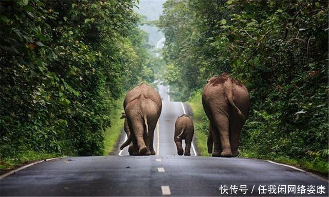 大象群 云南大象群为何要“一路向北”中科院专家或许和太阳风暴有关