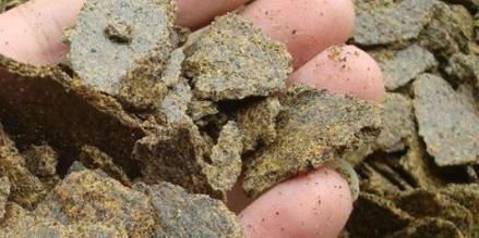 养花不用花钱买肥2种东西抓把撒盆里,植株长势旺,省钱又实用