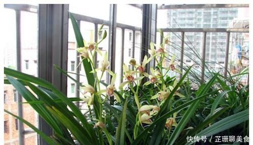 微量元素|老花农养兰花,只用1种植料,易生根好栽种浇水方便