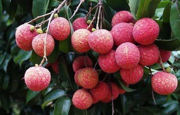 身体健康|夏天尽量少吃以下3种水果，尤其最后一种，会严重影响身体健康！