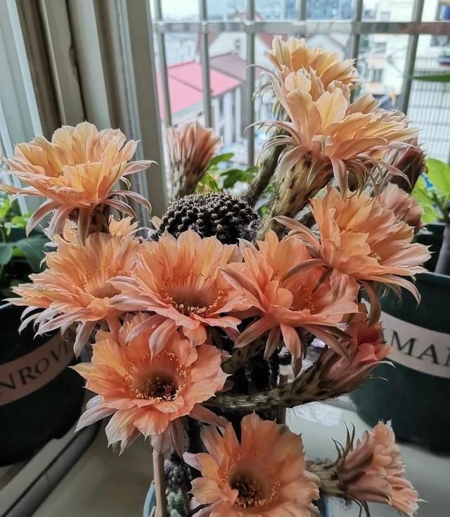 想让仙人球开花，就靠一个“虐”，憋出一窝花芽，养成繁花小老桩