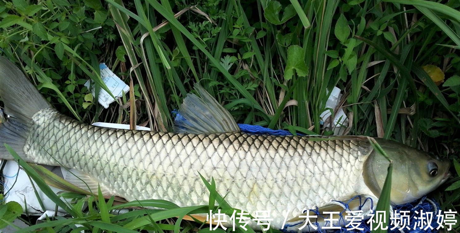 玉米|夏天钓草鱼，掌握简单几点，新手一样连竿